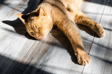 red cat basks in the sun lying on the floor.