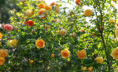 Bushes of yellow roses in the summer garden, English roses, abundant flowering