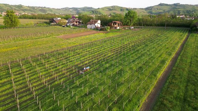 winemaker farmer grows vines in the countryside with  organic biologic methods - cut the grass between the rows with  tractor and avoid using chemicals and copper phosphates - Oltrepo Pavese Broni 