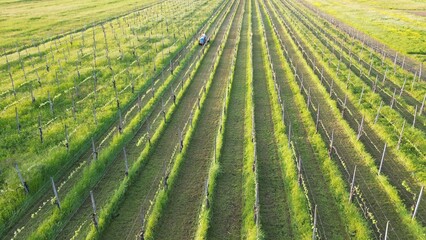 winemaker farmer grows vines in the countryside with  organic biologic methods - cut the grass...