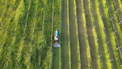 winemaker farmer grows vines in the countryside with  organic biologic methods - cut the grass...