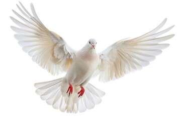 White pigeon animal flying bird - obrazy, fototapety, plakaty