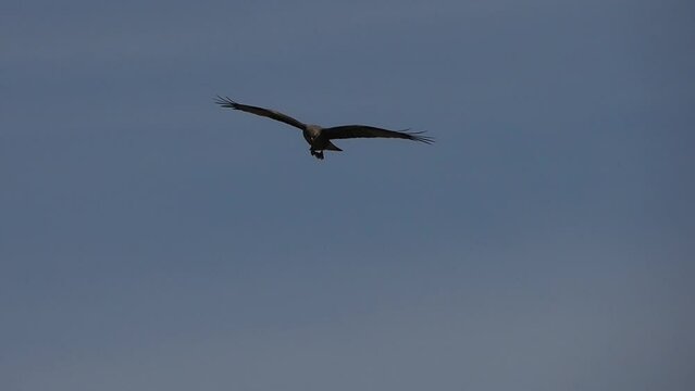 osprey eagle hunting in aveiro portugal lagoon slow motion
