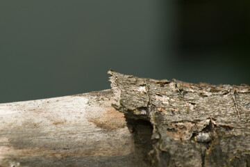 a fence post / stick with partially peeled bark, gray background
