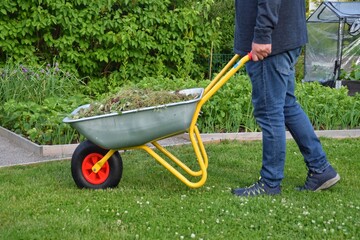 A man carries a wheelbarrow with waste from weeding and clearing weeds from  beds.