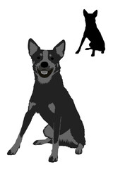Dog breeds. Australian stumpy tail cattle dog isolated. Vector illustration
