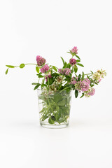Red clover on white background in close up. Red clover is a clowering plant used in traditional medicine.
