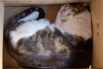 Um gato malhado de pêlos curtos, dormindo dentro de uma caixa de papelão.