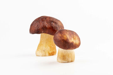 Bay bolete. Edible mushrooms (Boletus badius) isolated on white background with clipping path. Package design element. Wild forest mushrooms