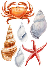 Seashells, crab, Starfish watercolor painting on isolated white background. Painted Aquatic illustration Underwater set - 796579695