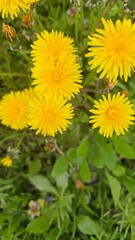 yellow dandelion flower