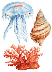 Seashell, jellyfish, coral watercolor on isolated white background. Painted Aquatic illustration clipart. Underwater set - 796580662