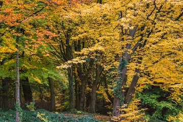 Park D'osseghem Laeken in Brussels, Belgium in autumn. Colorful trees.