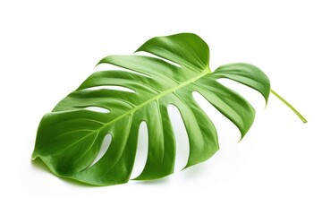 Plam leave plant leaf white background.