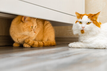 ginger cat hiding under a closet from another cat