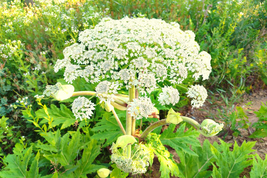 Heracleum mantegazzianum, commonly known as giant hogweed.