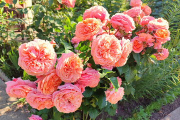 Pink curly wild roses in the garden.