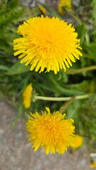 Beautiful flowers of yellow dandelions in nature in warm summer or spring on meadow in sunlight, macro. Dreamy artistic image of beauty of nature. Soft focus.