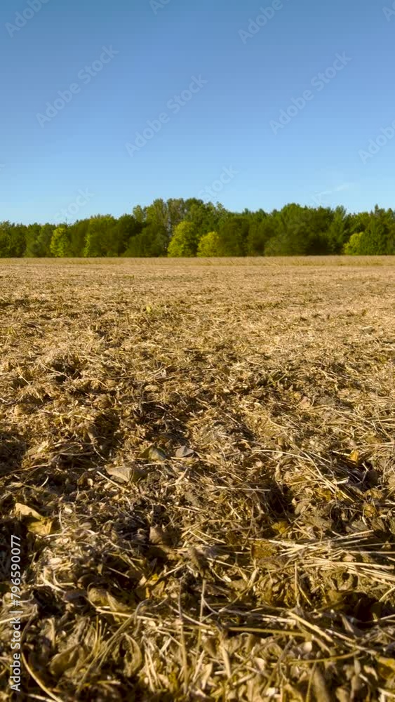 Poster Harvested Agricultural Field. Autumn scene of a harvested corn or soybean field with fresh tracks from a combine in the soil. Blue morning skies and green leafy trees surround the scene.