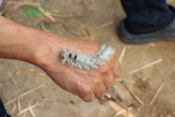 Moth Caterpillar has white fluffy fur on the hand. It looks creepy and frightening. The caterpillar's fur can be poisonous, causing allergic reactions, itching, and rashes.