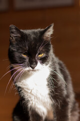 A black cat with white spots up close. 
