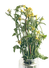 wild plant  Sysimbrium officinale with yellow flowers close up