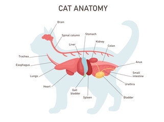Cat anatomy. Educational veterinary and zoology study with inner system titles and location. Colon, stomach, liver, heart. Vector illustration - obrazy, fototapety, plakaty