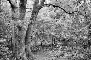 Bialowieza National Park. Black and white retro filter photo.