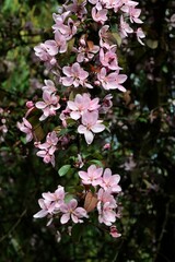 Pink flowers of Malus Purpurea tree at spring