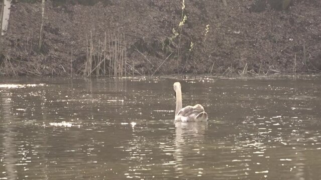 swan on the lake