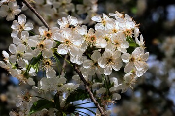 white flowers of cherry fruit tree at spring