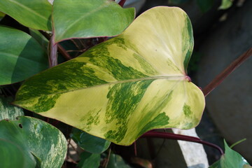 Philodendron Red Emerald Variegated or Philodendron strawberry shake variegated in garden foliage indoor house plant Araceae Aroid © Tyada_Nam