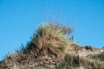 A cluster of resilient dune grasses crowns a sandy mound, flourishing under the expansive blue sky....
