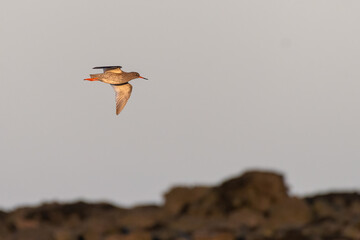Common redshank (Tringa totanus) flying at sunset, Fife coast, Scotland