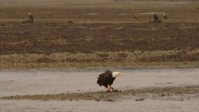 Bald eagle in Juneau 