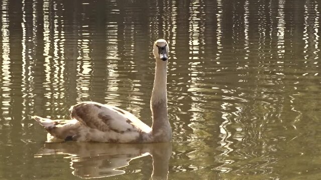 swan on the lake