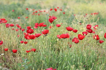 field of red poppies in spring