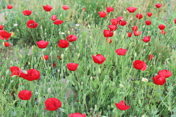field of red poppies in spring