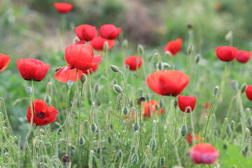 field of red poppies in spring