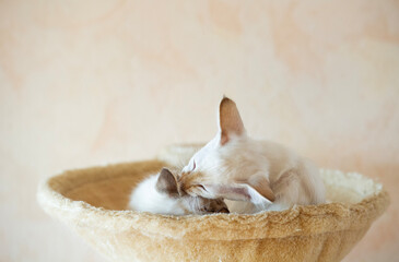 Balinesen Kittens im Katzenkorb