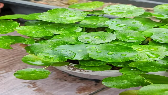 Fresh green centella asiatica after rain 
