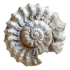 Spiral seashell isolated on transparent background