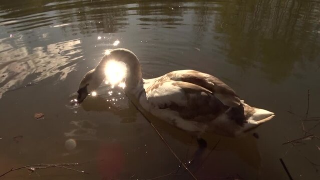 swan on the lake