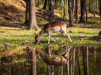 Fototapeta na wymiar Shot of the deer in the forest. Wildlife