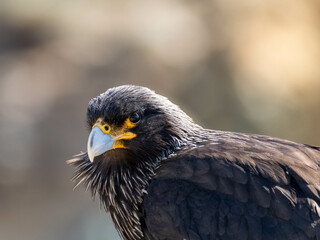 bird, falco, falco, adler, schnabel, tier, greifvogel, falke, raubvogel, seeadler, natur, wild...