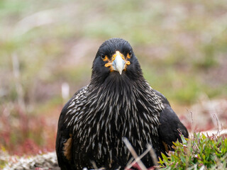 bird, schnabel, tier, natur, adler, falco, wild lebende tiere, falco, greifvogel, raubtier, beute,...