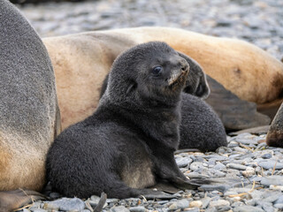 robbe, robben, seelöwe, tier, abgestempelt, säugetier, natur, wild lebende tiere, meer, wild,...