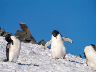 pinguin, bird, tier, antarktis, pinguin, s&uuml;dpol, wildtier, shooting, wildlife, wild lebende tiere, natur, schnee, k&ouml;nig, erk&auml;ltung, wei&szlig;, eis, arctic, tier, falkland inseln, bird, kaiser, winter, wass
