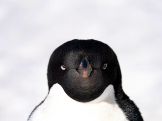 pinguin, bird, tier, wild lebende tiere, natur, weiß, black, antarktis, humboldt, wild,...