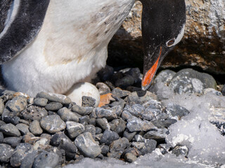 pinguin, bird, tier, wild lebende tiere, natur, weiß, black, antarktis, humboldt, wild, erkältung, eis, tierpark, schnee, schnabel, meer, flugunfähig, hübsch, wasser, pinguin, ozean, polar, arctic, ko